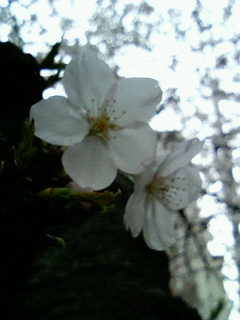 sakura_1.jpg