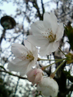 sakura_2.jpg